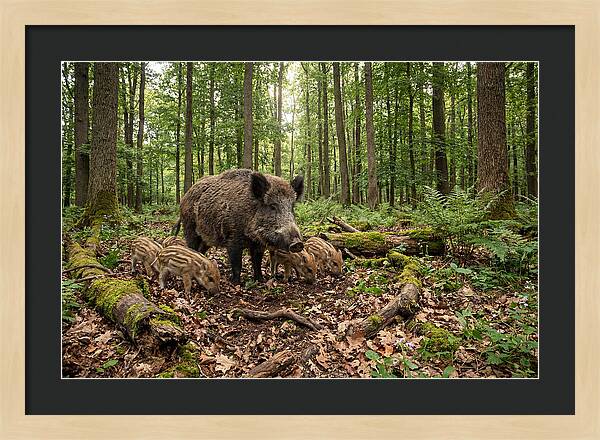 Wild Boars In Harmony