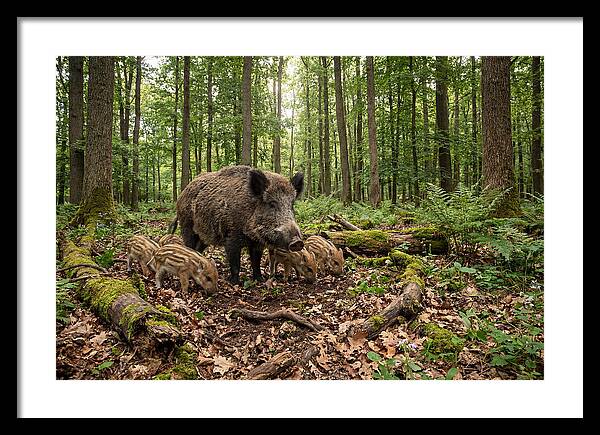 Wild Boars In Harmony