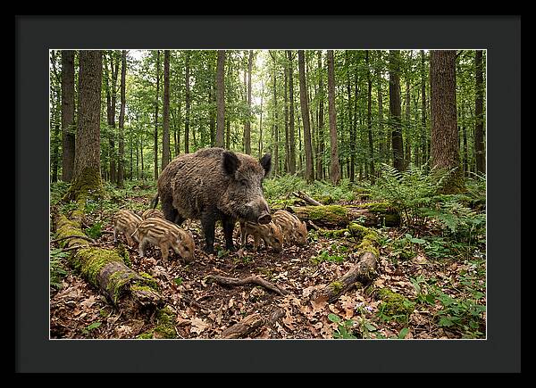 Wild Boars In Harmony