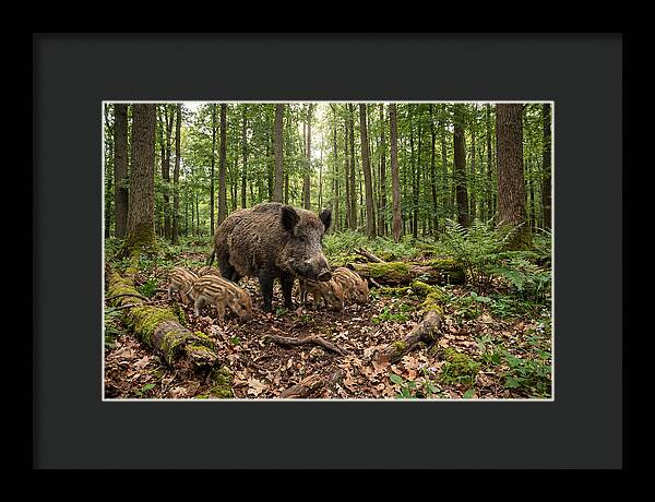 Wild Boars In Harmony