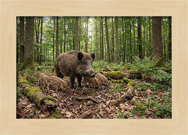 Wild Boars In Harmony