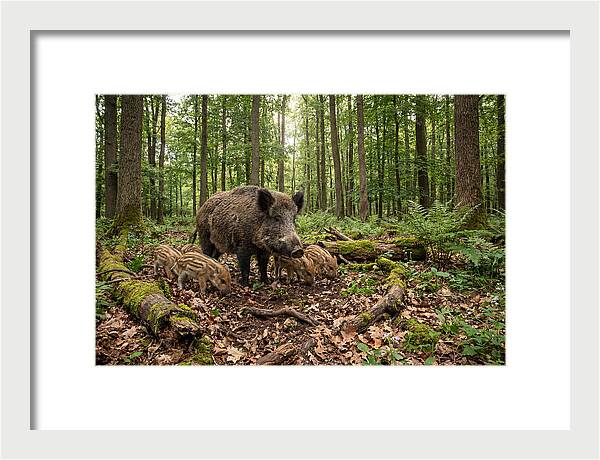 Wild Boars In Harmony