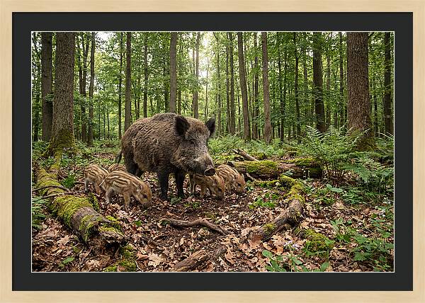 Wild Boars In Harmony