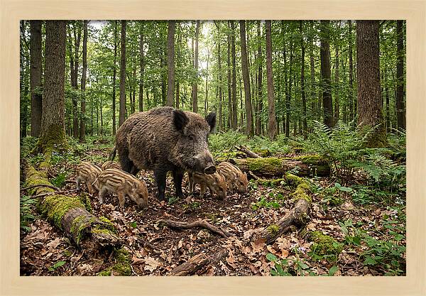 Wild Boars In Harmony