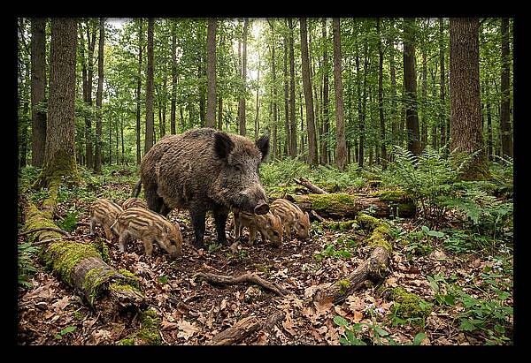 Wild Boars In Harmony