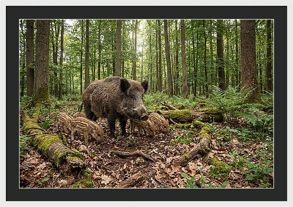 Wild Boars In Harmony