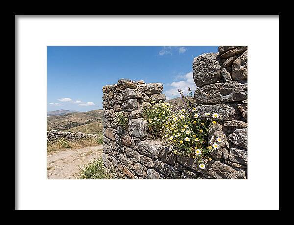Wild Daisies Through Old Stone