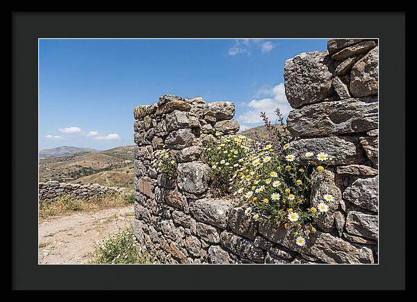 Wild Daisies Through Old Stone