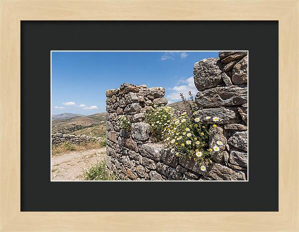 Wild Daisies Through Old Stone