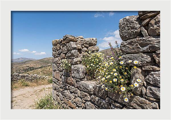 Wild Daisies Through Old Stone