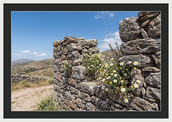 Wild Daisies Through Old Stone
