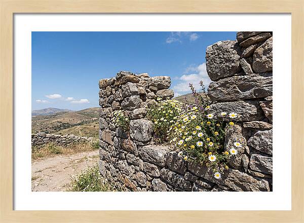 Wild Daisies Through Old Stone