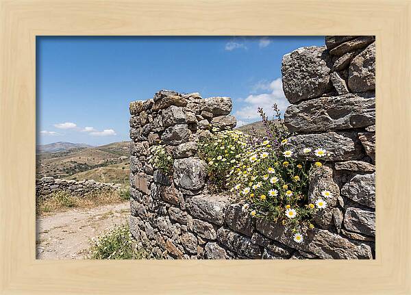 Wild Daisies Through Old Stone
