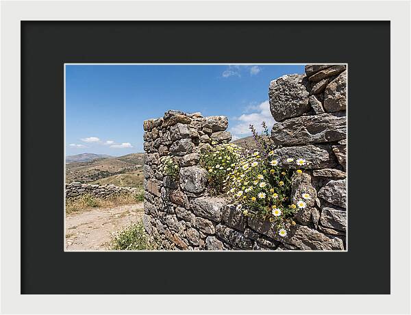 Wild Daisies Through Old Stone
