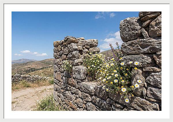 Wild Daisies Through Old Stone