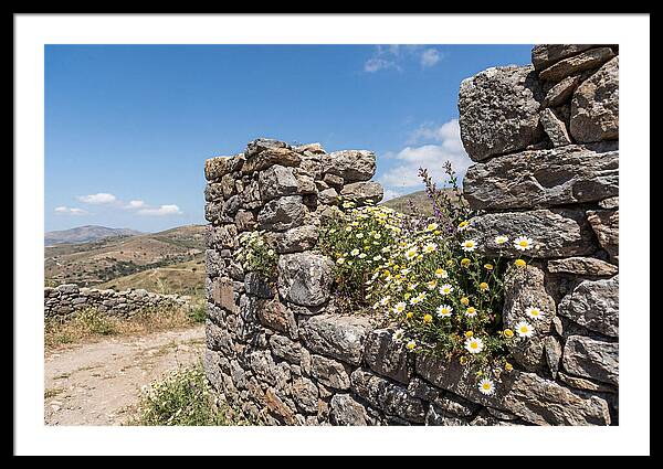 Wild Daisies Through Old Stone