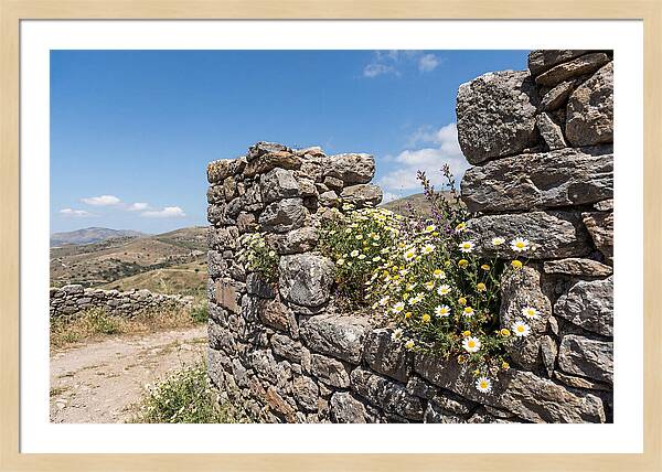 Wild Daisies Through Old Stone