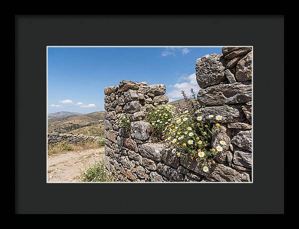 Wild Daisies Through Old Stone