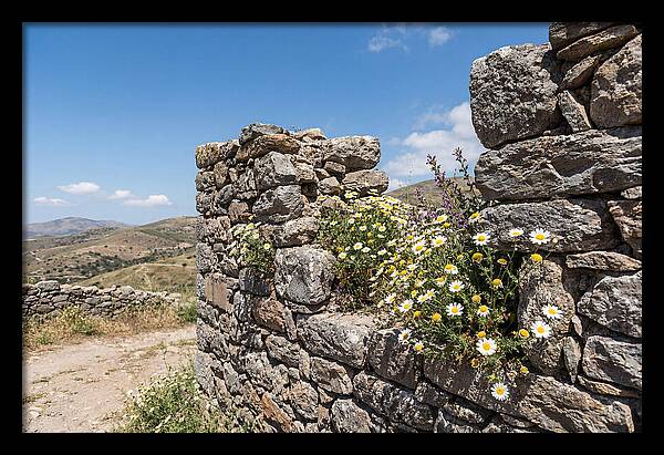 Wild Daisies Through Old Stone