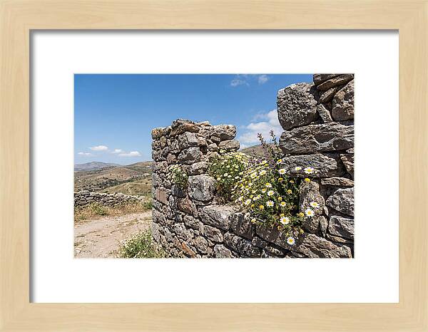 Wild Daisies Through Old Stone
