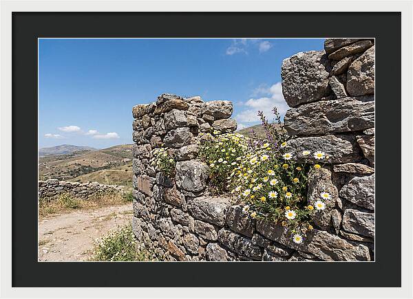 Wild Daisies Through Old Stone