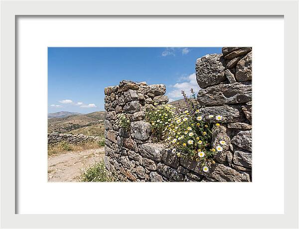 Wild Daisies Through Old Stone