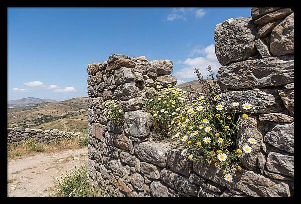 Wild Daisies Through Old Stone