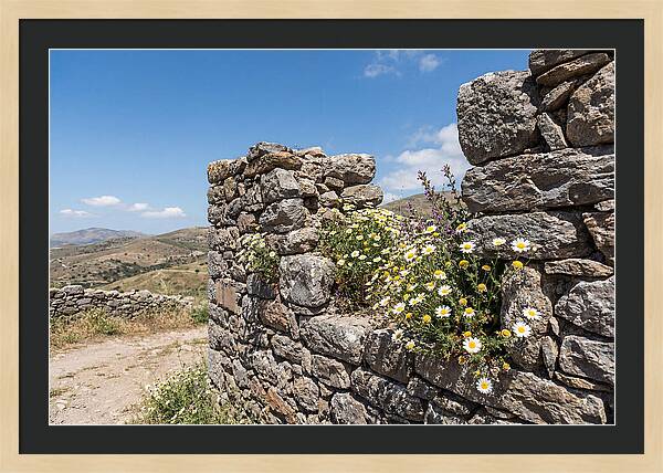 Wild Daisies Through Old Stone