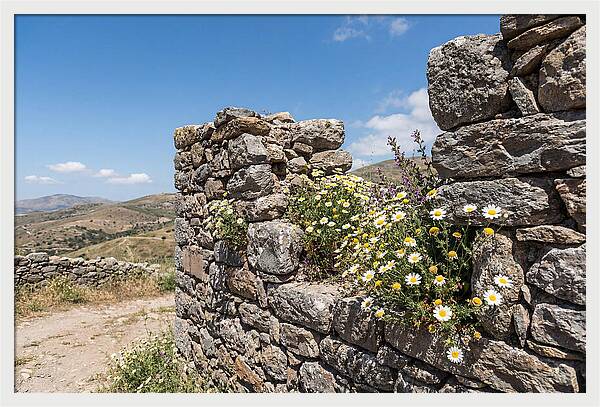 Wild Daisies Through Old Stone