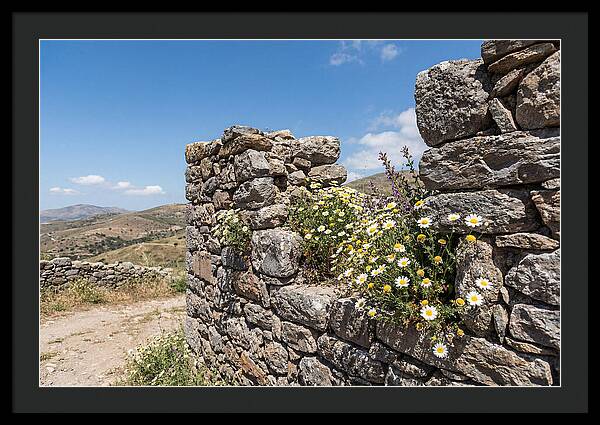 Wild Daisies Through Old Stone