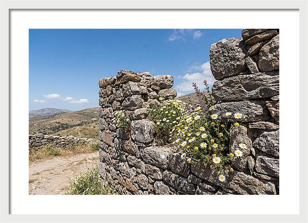 Wild Daisies Through Old Stone