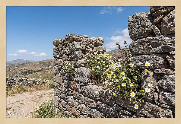 Wild Daisies Through Old Stone
