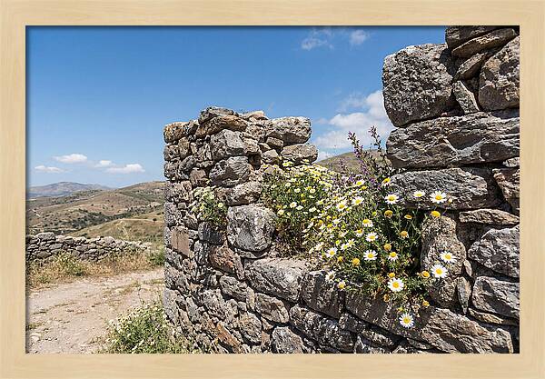 Wild Daisies Through Old Stone