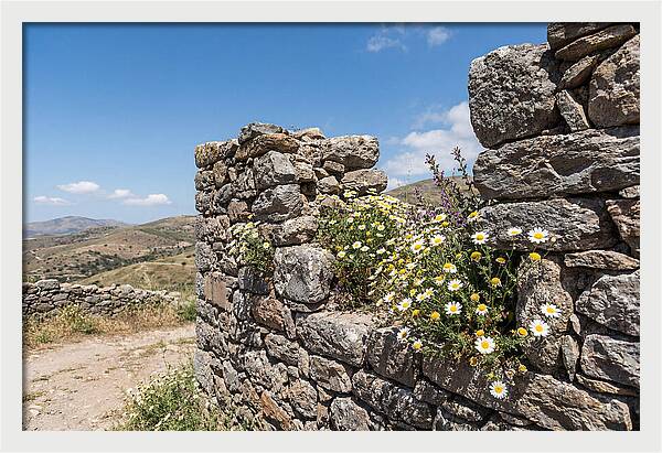 Wild Daisies Through Old Stone