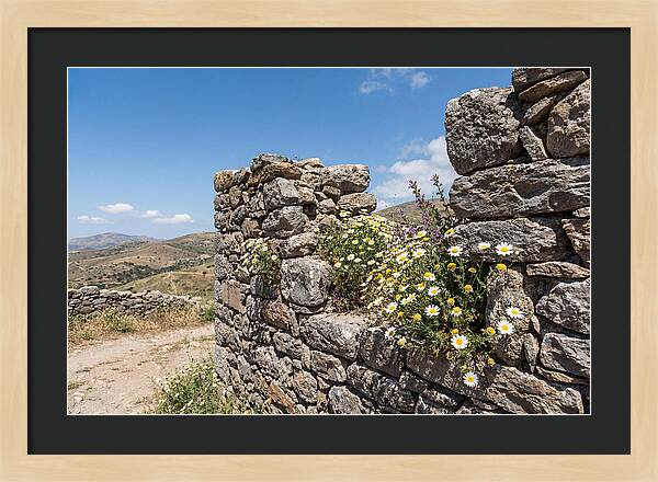 Wild Daisies Through Old Stone
