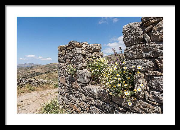 Wild Daisies Through Old Stone
