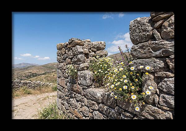 Wild Daisies Through Old Stone