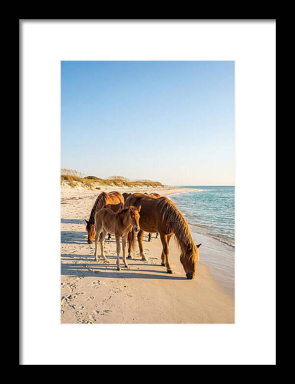 Wild Horses Of The Outer Banks