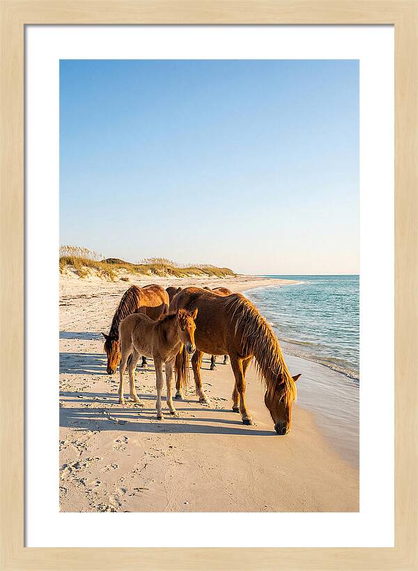 Wild Horses Of The Outer Banks