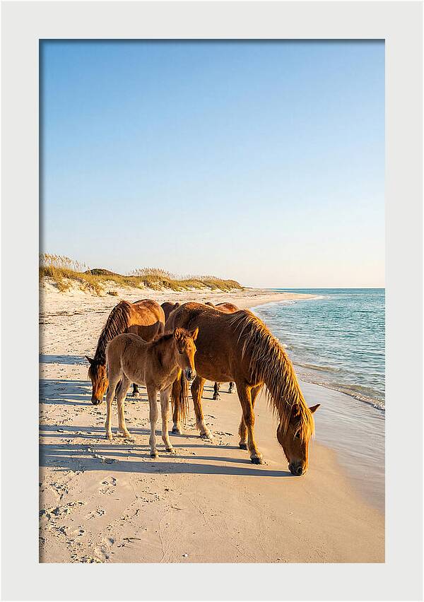 Wild Horses Of The Outer Banks