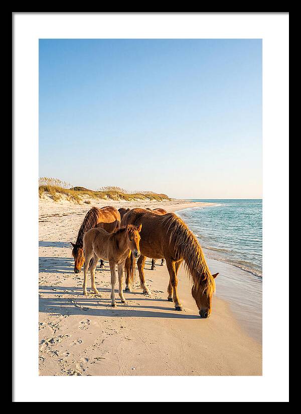 Wild Horses Of The Outer Banks