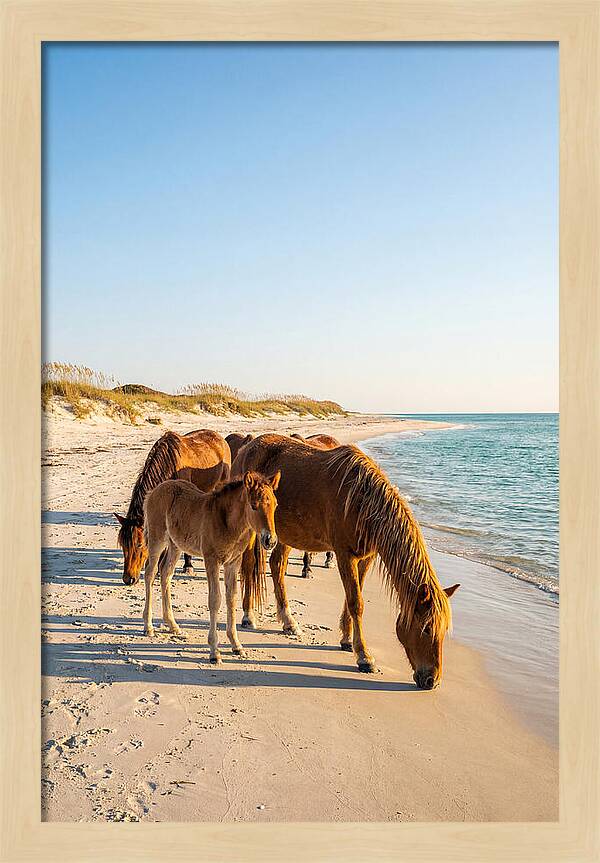 Wild Horses Of The Outer Banks