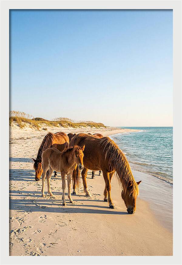 Wild Horses Of The Outer Banks