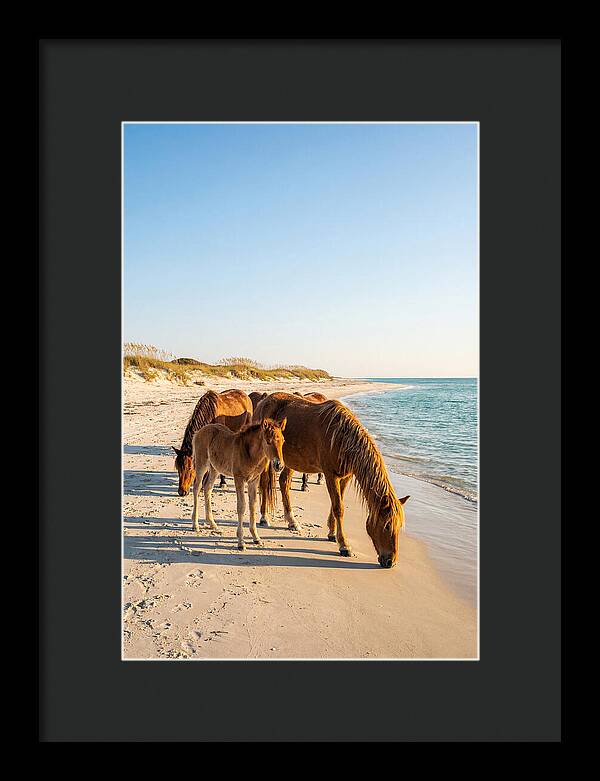 Wild Horses Of The Outer Banks