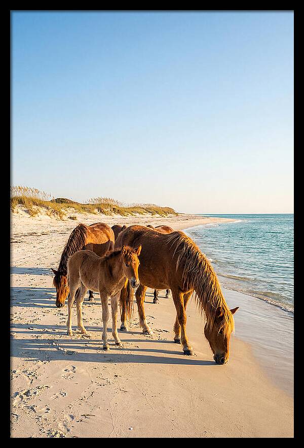 Wild Horses Of The Outer Banks