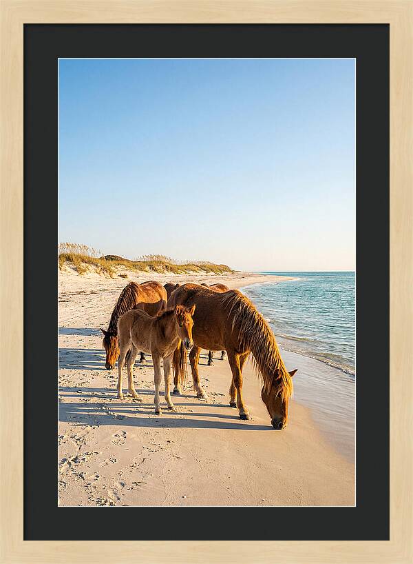 Wild Horses Of The Outer Banks