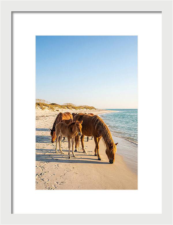Wild Horses Of The Outer Banks
