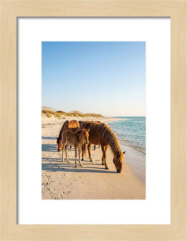 Wild Horses Of The Outer Banks