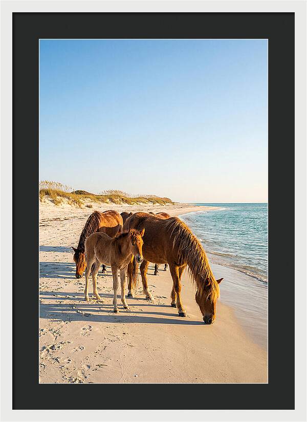 Wild Horses Of The Outer Banks