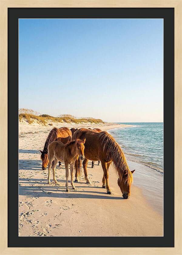 Wild Horses Of The Outer Banks